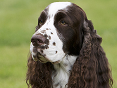 Spaniel (English Springer) headshot