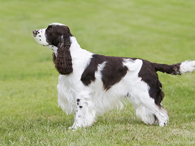 Spaniel (English Springer) standing