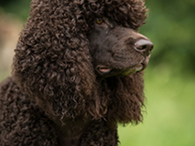 Spaniel (Irish Water) headshot