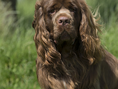 Spaniel (Sussex) head