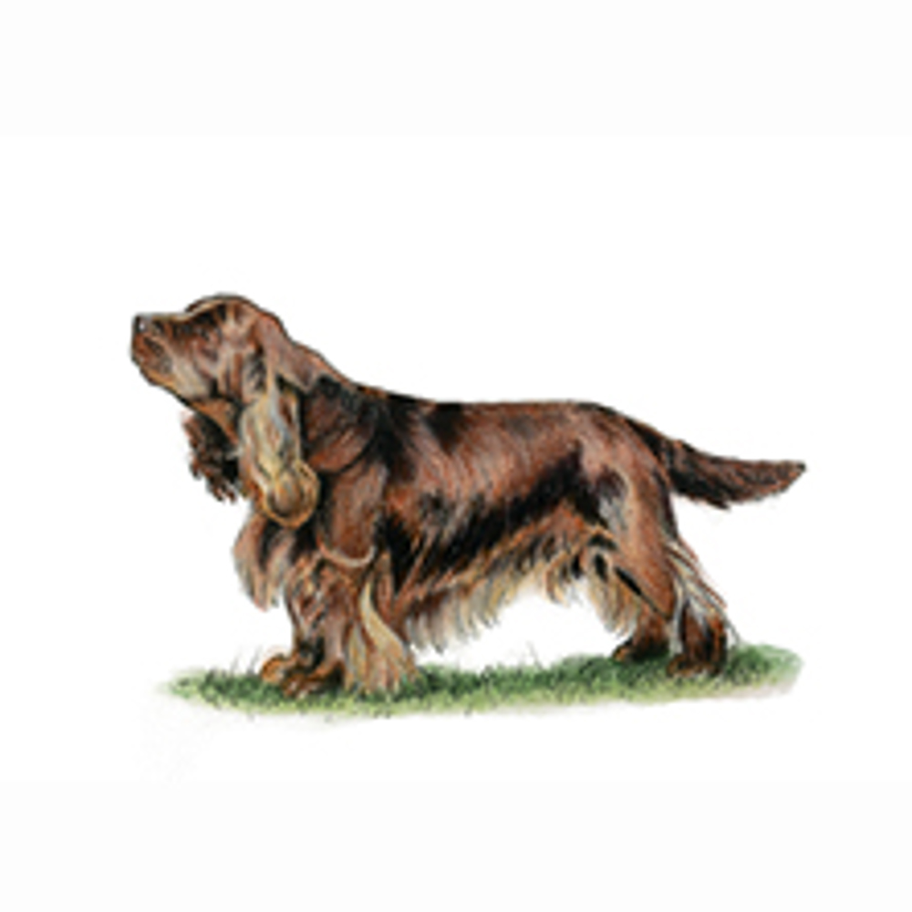 Spaniel (Sussex) illustration