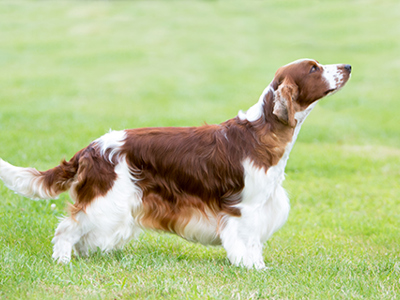 Spaniel (Welsh Springer) standing