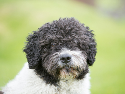 Spanish Water Dog headshot