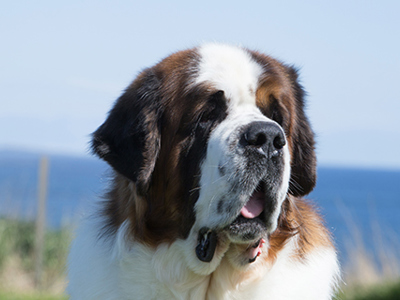 St. Bernard headshot