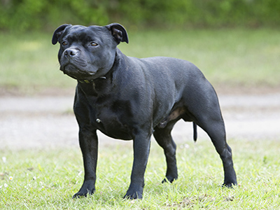 Staffordshire Bull Terrier standing