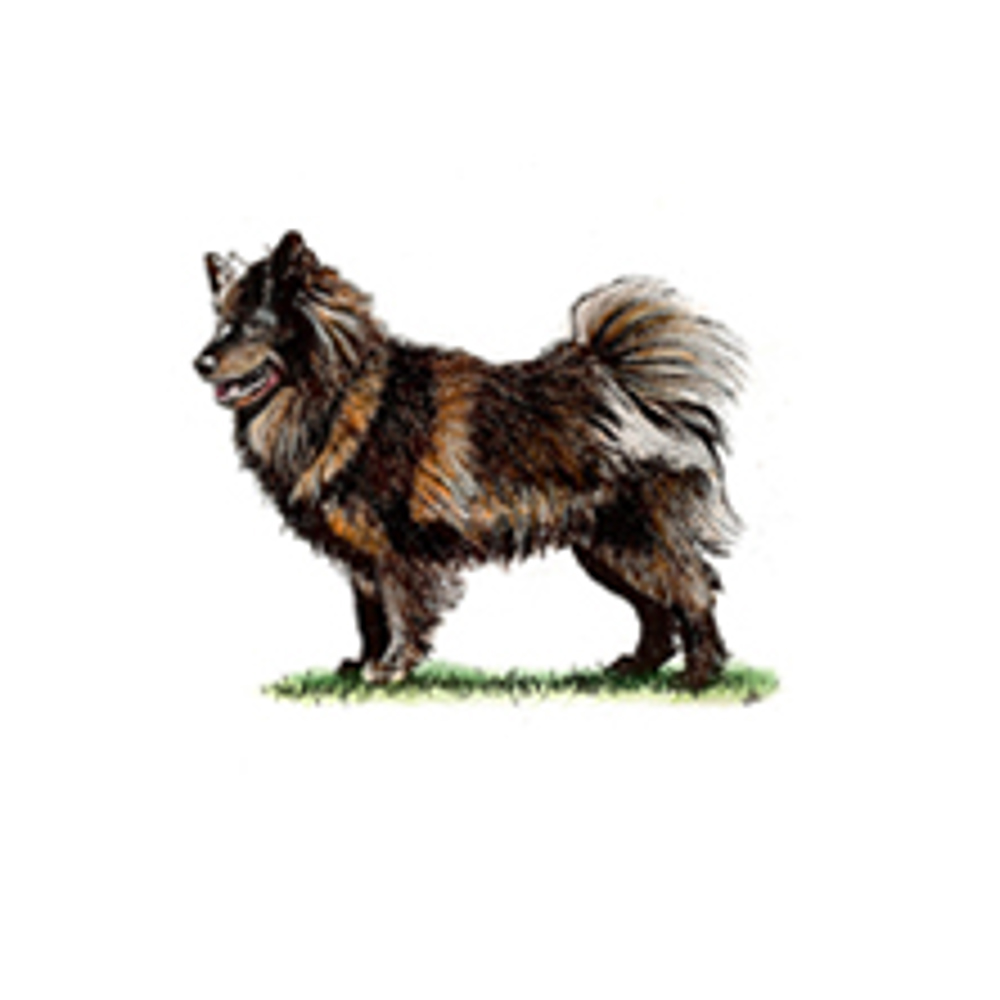 Swedish Lapphund illustration