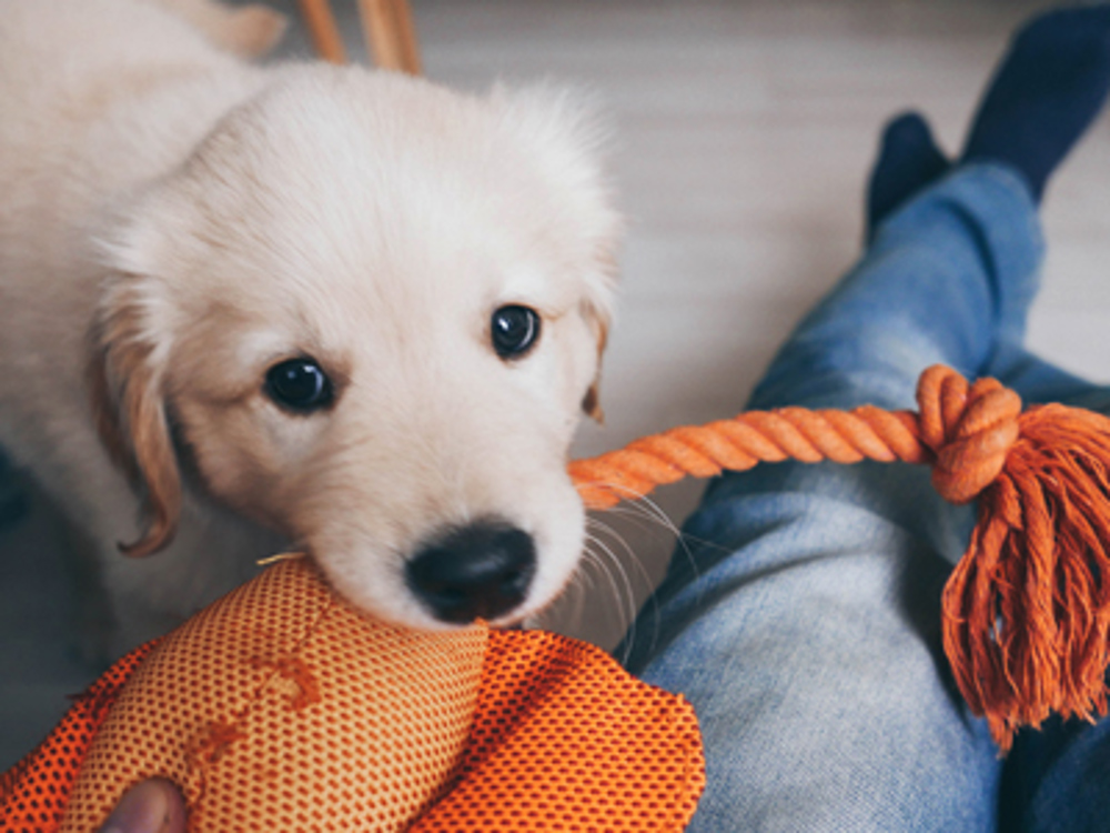 Labrador biting a orange tuggy with owners legs in view