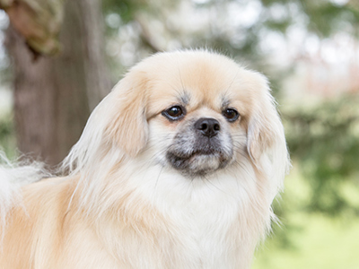 Tibetan Spaniel headshot