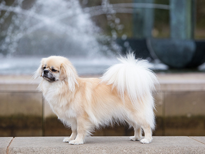 Tibetan Spaniel standing