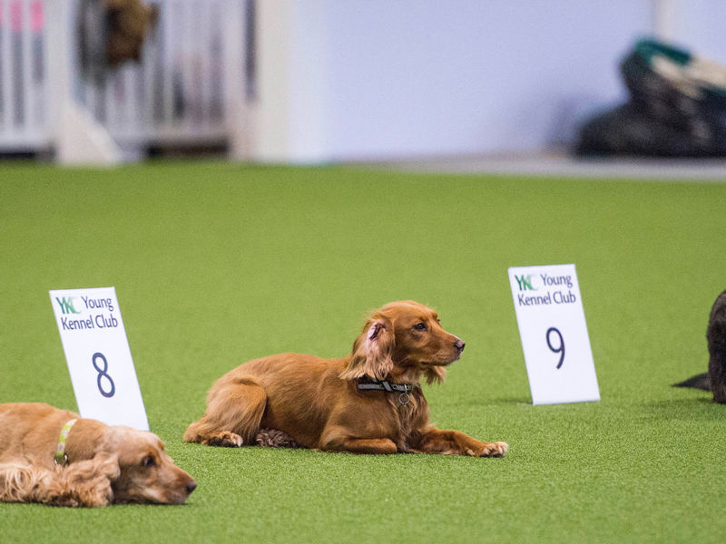 Obedience dogs laying down