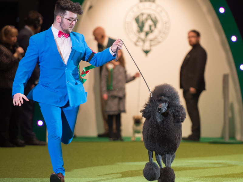 Dog and handler competing in BIS ring