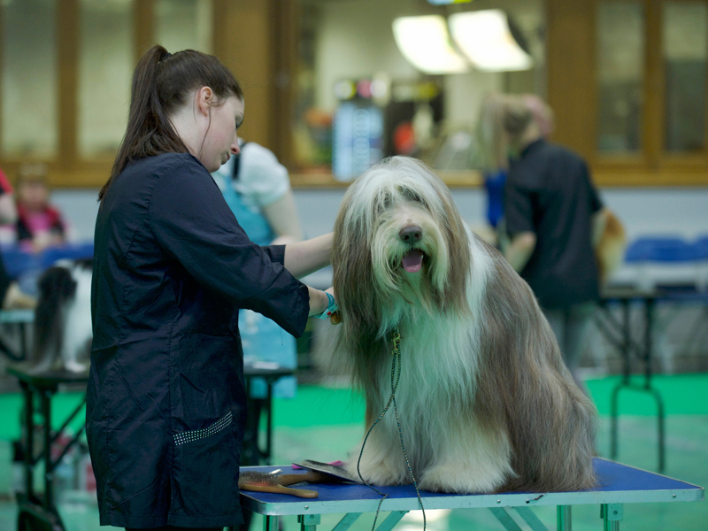 YKC member grooming dog