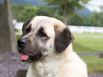 Turkish Kangal Dog headshot