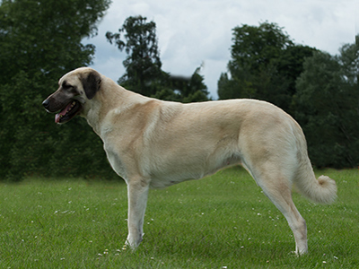 Turkish Kangal Dog standing