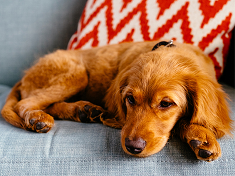 Dog sat on sofa