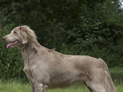 Weimaraner standing