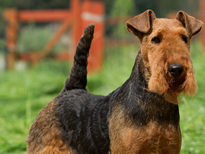 Welsh Terrier headshot