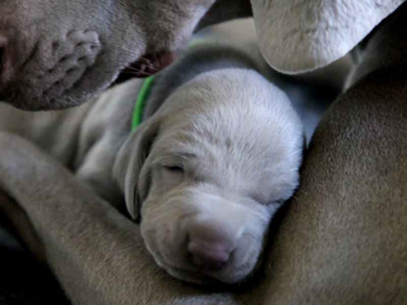 Weimaraner puppy in mothers arms