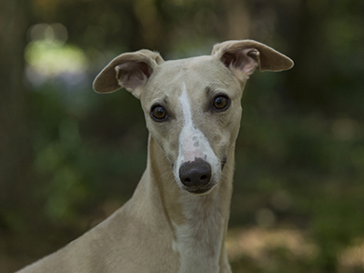 Whippet headshot