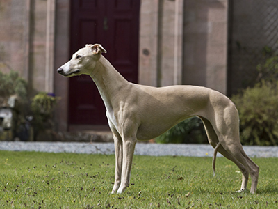 Whippet standing