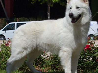 White Swiss Shepherd Dog standing