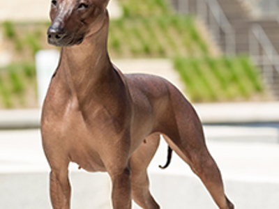 Xoloitzcuintle Int standing