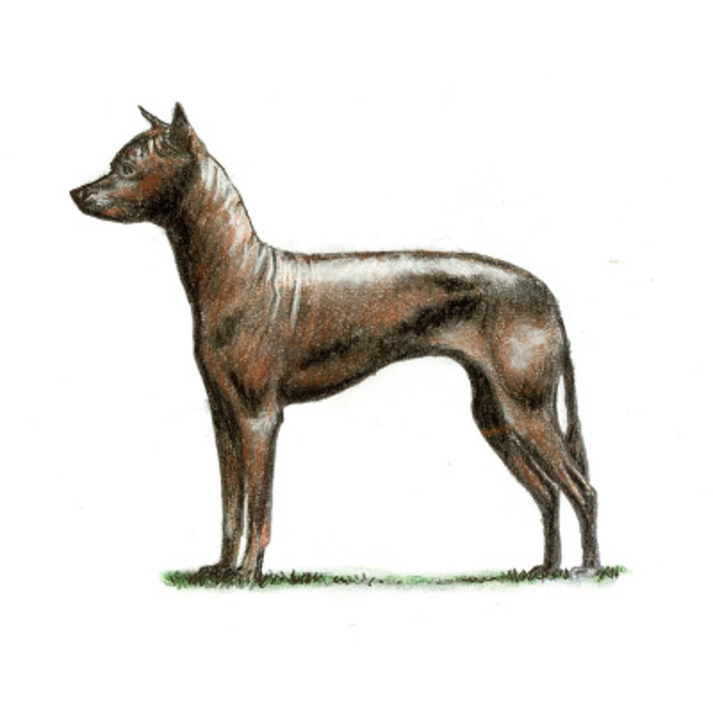 Xoloitzcuintle (Mex Hairless) Std