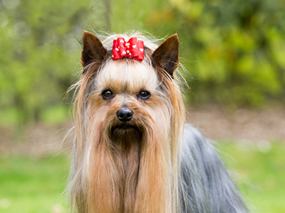 Yorkshire Terrier headshot