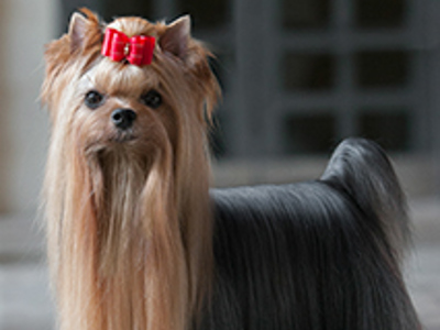 Yorkshire Terrier standing