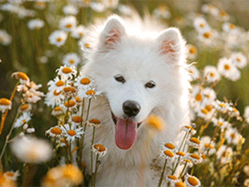 Dog in the flower field