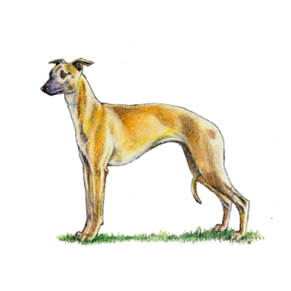 Whippet illustration