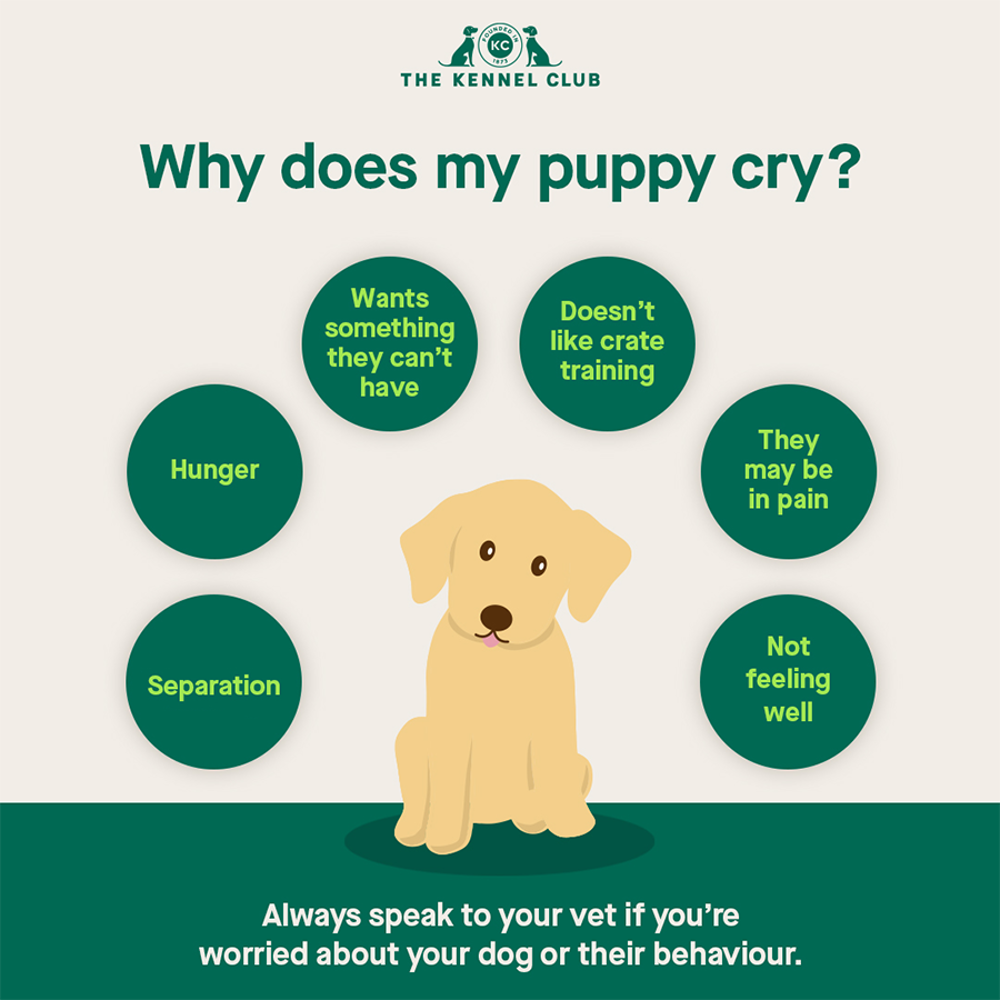 Why does my new puppy cry?