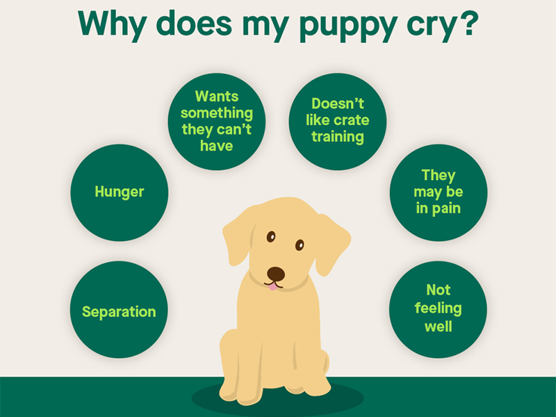 Why does my new puppy cry?